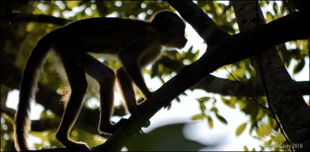 Amazon Animals A-Z - Ascent Of The Amazon